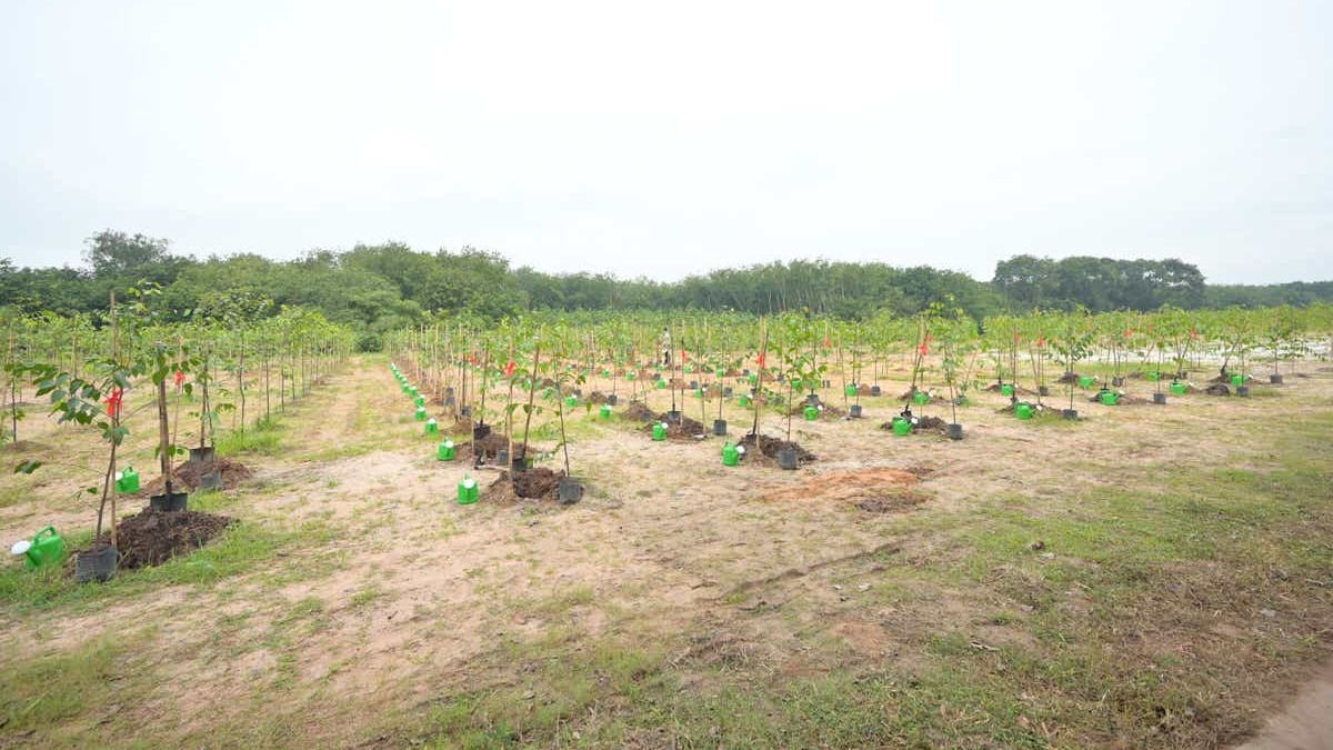LEGO to support carbon-neutral Vietnam factory with 50,000 trees
