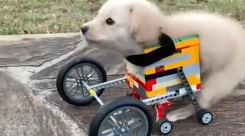 LEGO wheelchair helps disabled dog run and play